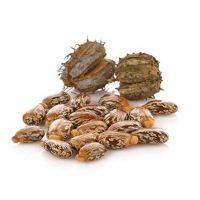 Premium castor seeds available in bulk at wholesale prices