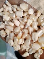 Agricultural Product Bulk Grain White Dry Corn Kernal Dried Maize Dry White Corn with Competitive Price