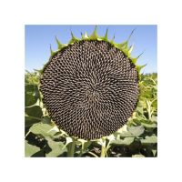 Premium raw sunflower seeds for snacking and baking