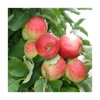 Fresh and juicy Red Apples available in bulk at low prices