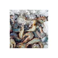 Premium Frozen White Shrimp Available In Bulk