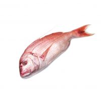 Top-grade Red Snapper Fish At