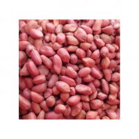 High-quality raw peanuts available in bulk