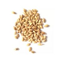 Premium Barley Malt available for sale at wholesale prices