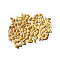 Premium Barley Malt Available For Sale At Wholesale Prices