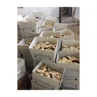 Organic Fresh Ginger For Cooking And