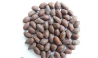 Raw Cotton Seeds For Animal Feed