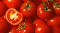 Juicy Red Tomatoes For International Trade