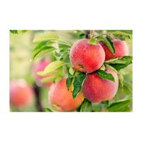 High-quality Red Apples Available For
