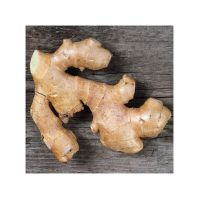 Fresh ginger for sale in bulk at a wholesale price