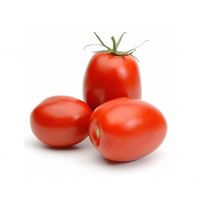 Fresh tomatoes for sale in bulk at a wholesale price