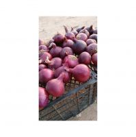 Red Onions Rich In Antioxidants And