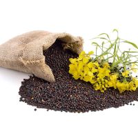 Rapeseed available for sale in bulk and wholesale price