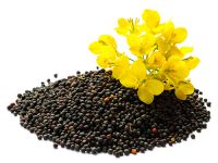 Top-grade Rapeseed Sourced From Reliable