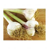 Farm-fresh Garlic With Strong Aroma