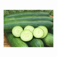Non-GMO Cucumbers Grown With Sustainable