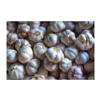 Premium Garlic Bulbs Ideal For Retail
