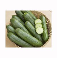 Fresh cucumbers available for sale in bulk and wholesale price