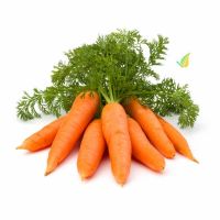 Bulk Fresh Carrots For Export And