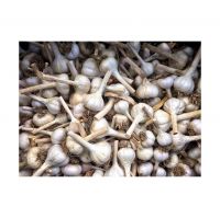 Nutrient-rich Garlic For Culinary And
