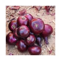 Crisp And Juicy Red Onions Ideal