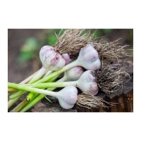 Organic Fresh Garlic Grown With Natural