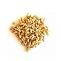 Barley Malt For Sale In Wholesale Price