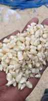 white corn