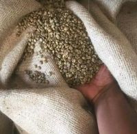 robusta coffee beans