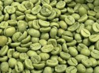 robusta coffee beans