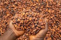 Cocoa Beans