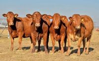 Healthy Live Boer Saanen Kalahari Red Goat cow cattle