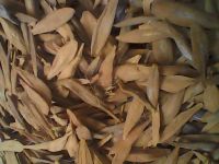 100% quality seeds Strophanthus Gratus Dry Seeds 