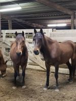 Quality Horses and Ponies calve Mare ,cow,goats piglets
