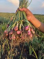 Shallots (grade A)