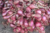 Shallots (grade A)