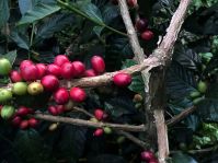 Arabica Coffee Been (kintamani)