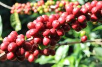 Nova Gardens Coffee
