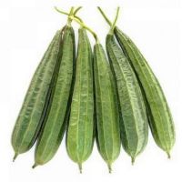 RIDGE GOURD