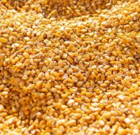 Yellow Maize Yellow Corn For Human Consumption and Animal Feed