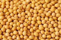 Best Quality Natural and Non- GMO Yellow Soybean/Seeds