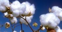 100% Organic Raw Cotton