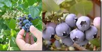 Bilberry product (  Europe material)