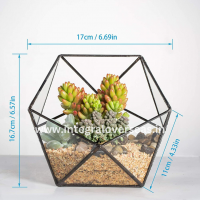 terrarium