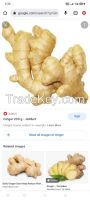 Ginger