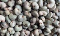 Raw Cashew Nut