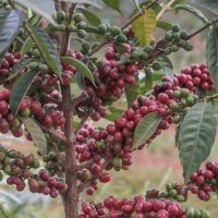 Arabica Coffe Beans