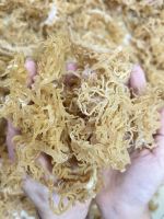 SEA MOSS VIET NAM DRIED BROWN/YELLOW SEAMOSS VIET NAM MANUFACTURE COMPETITIVE