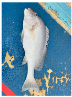 Groupers