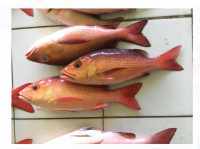 Red Snapper